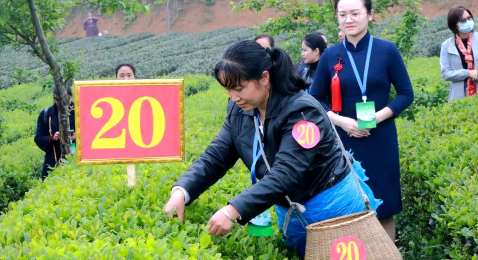湄潭县举办“2020年贵州省采茶技能竞赛———湄潭县分赛场采茶比赛”活动