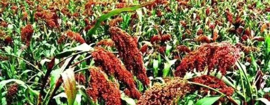 贵州遵义:“中医农业”助力茅台酒再度提质发展