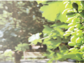 把吐鲁番的美讲给世界听——“追梦中华·大美新疆”2023海外华文媒体新疆采访行走进吐鲁番