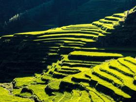 杨萍:以“四个深谋”提升娄底农业新高度