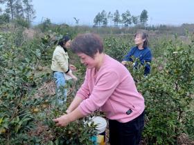 新化县上梅街道北渡村乡村振兴“组合拳”打出一片新天地