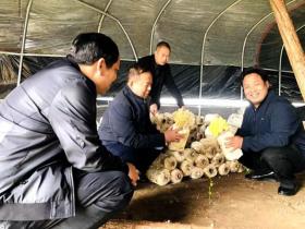 成建湖:种出黄金菇 撑起致富伞