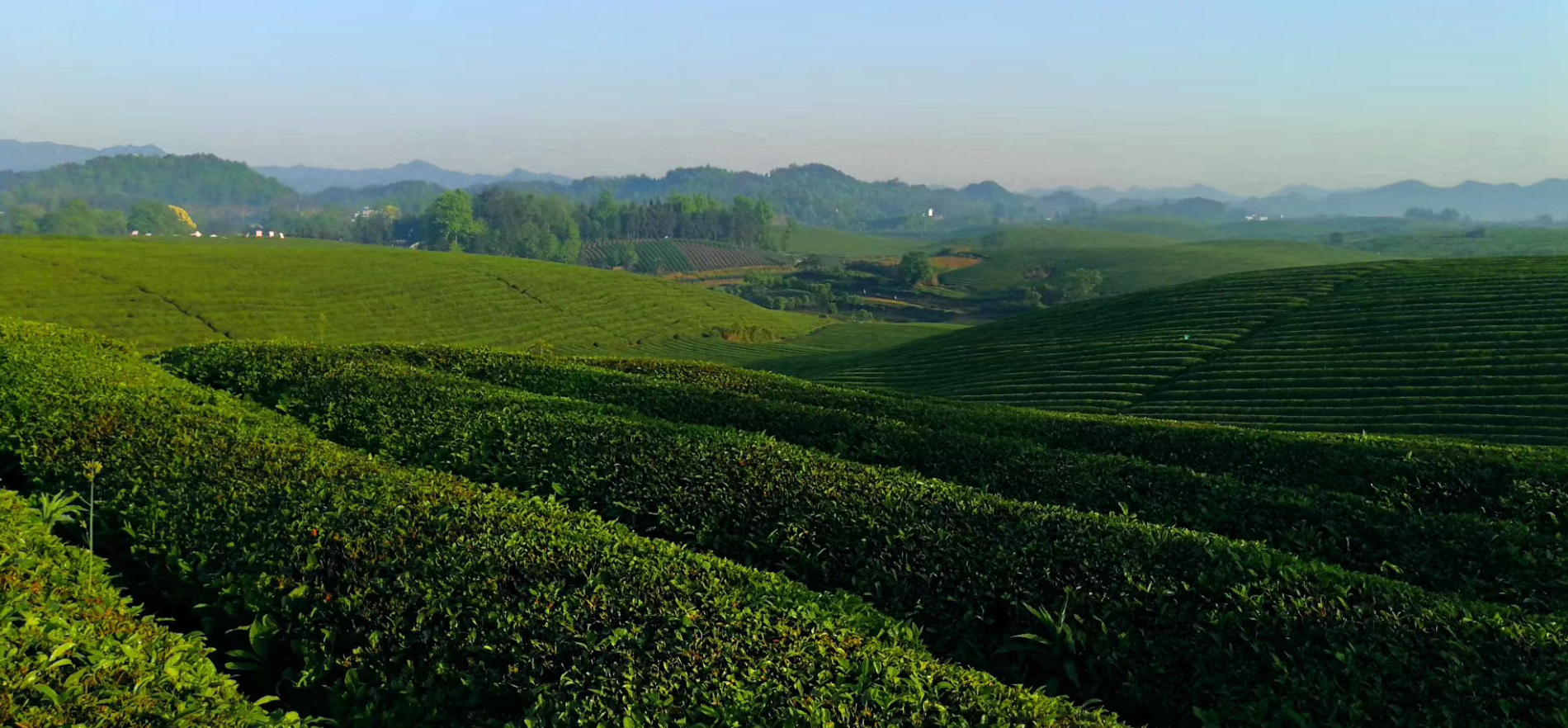 “湄潭翠芽”荣登中国茶类品牌价值榜 跃居第7位——品牌价值114.23亿元