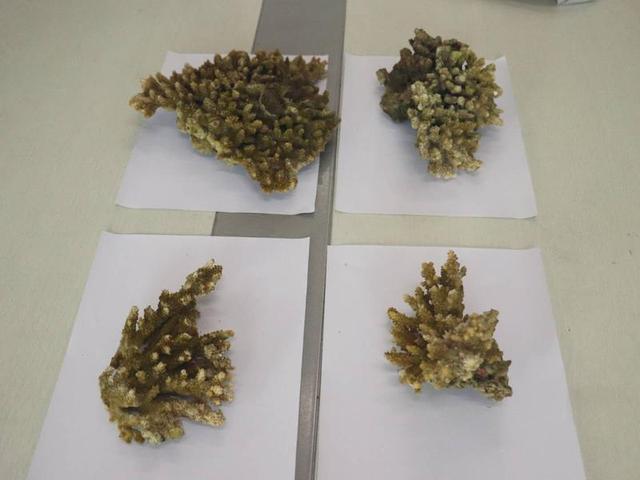 潜水客私挖4株活珊瑚被查-图片3