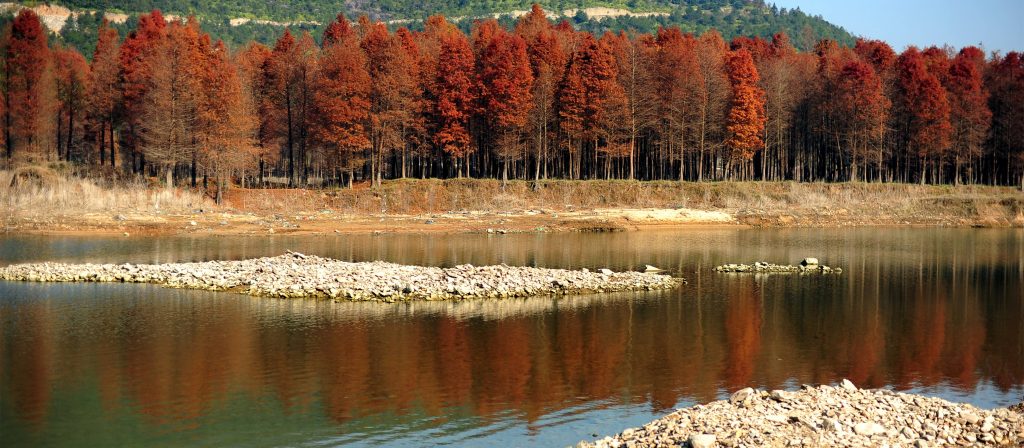 中国将现有红树林全部划入生态保护红线