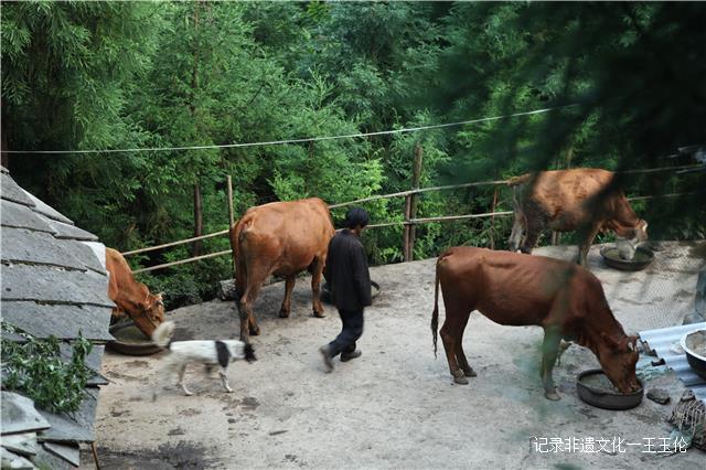 苗族芦笙舞(滚山珠)国家级传承人 ——王景才-图片27