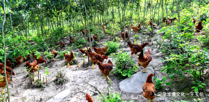 桐梓娄山黄焖鸡烹饪技艺——市级非遗代表性项目名录-图片1