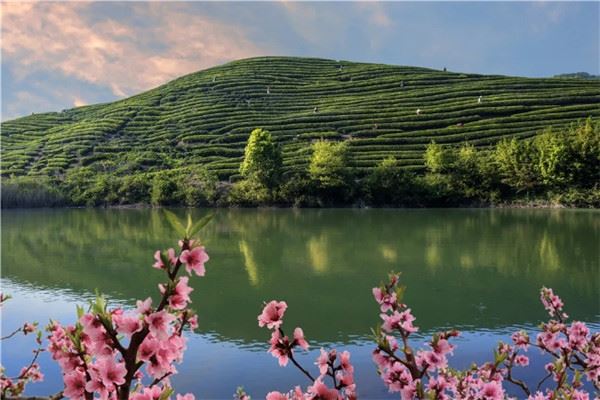 11322039606731489_83.jpg 海曙区第3届开茶节今天在五龙潭茶业生态茶园举行-图片10