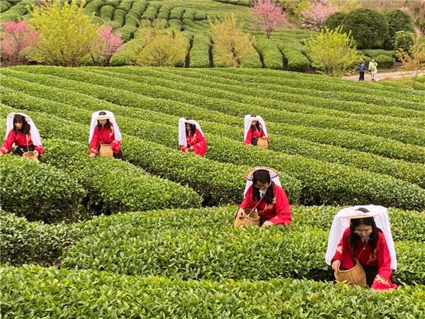 20054600418422323_83.jpg 海曙区第3届开茶节今天在五龙潭茶业生态茶园举行-图片4