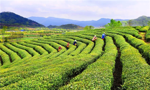 11320961634506873_83.png 海曙区第3届开茶节今天在五龙潭茶业生态茶园举行-图片9