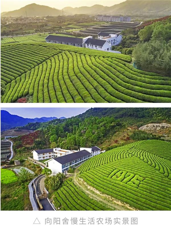 11315819713535992_83.jpg 海曙区第3届开茶节今天在五龙潭茶业生态茶园举行-图片8