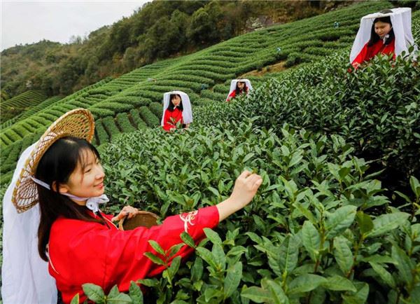 20060576935785673_83.jpg 海曙区第3届开茶节今天在五龙潭茶业生态茶园举行-图片6