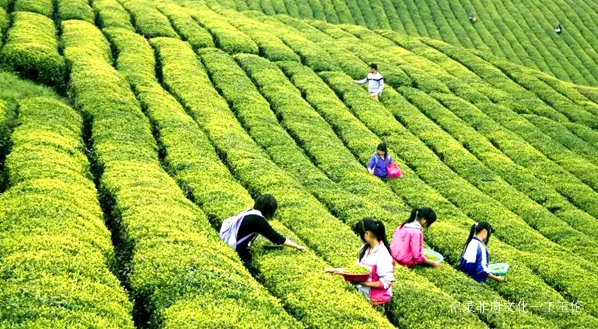 茶酒连姻  共创辉煌—–湄潭县茶酒融合发展工作联谊会-图片2