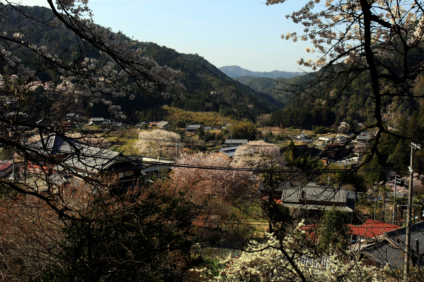 関西中华总商会举办春季郊游活动