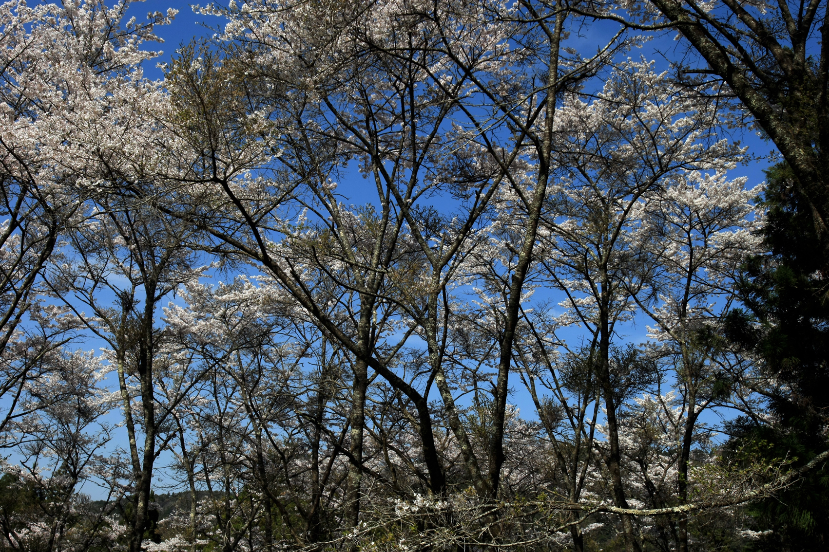 関西中华总商会举办春季郊游活动