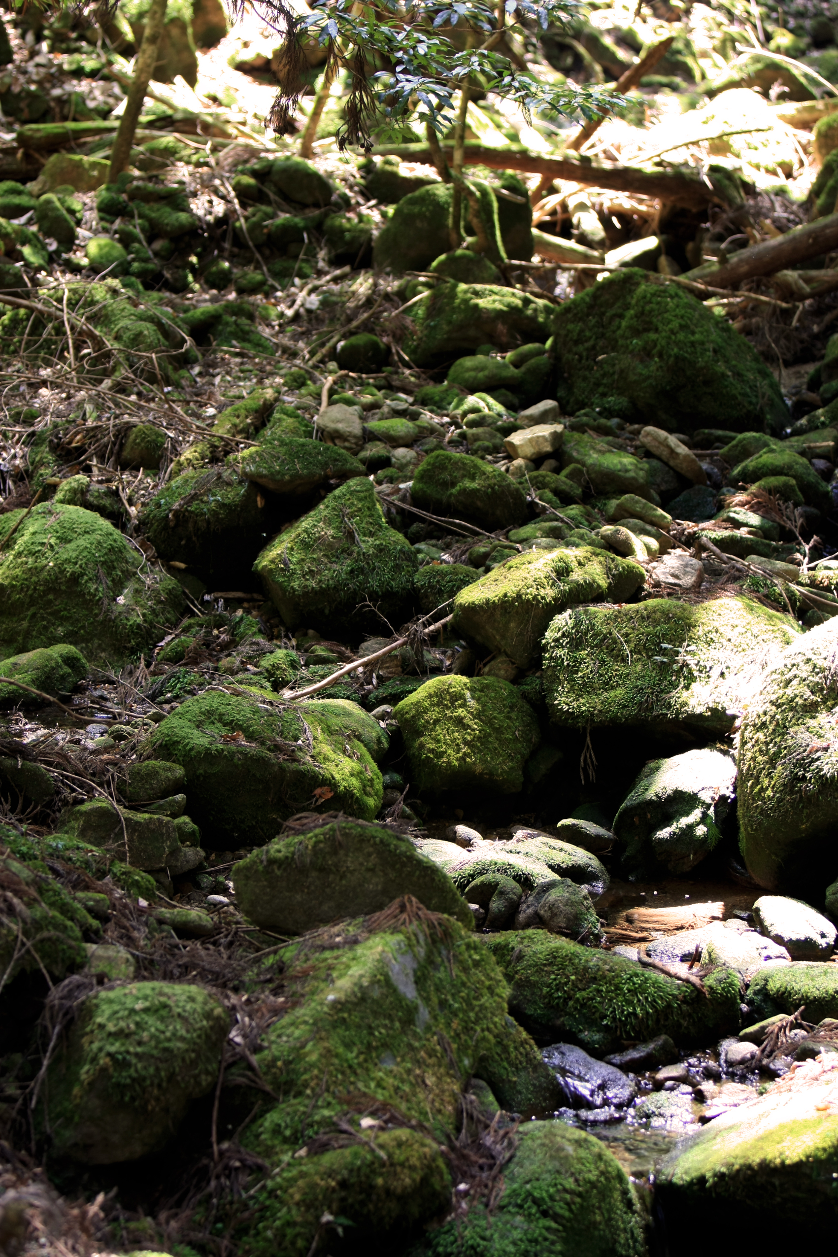 関西中华总商会举办春季郊游活动-图片1