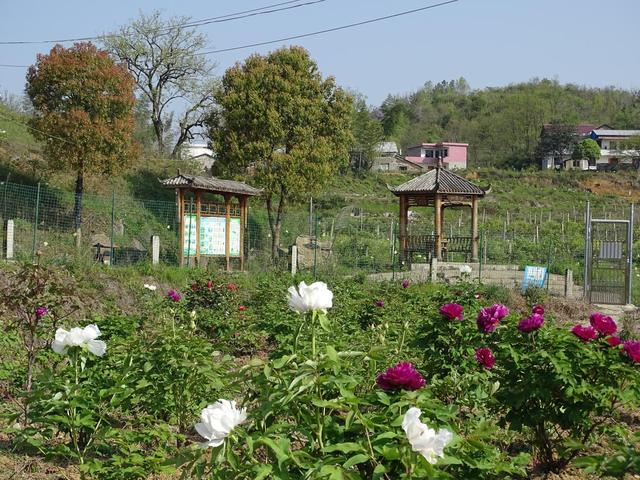 东至县洋湖镇:油茶基地花盛开 乡村振兴入画来