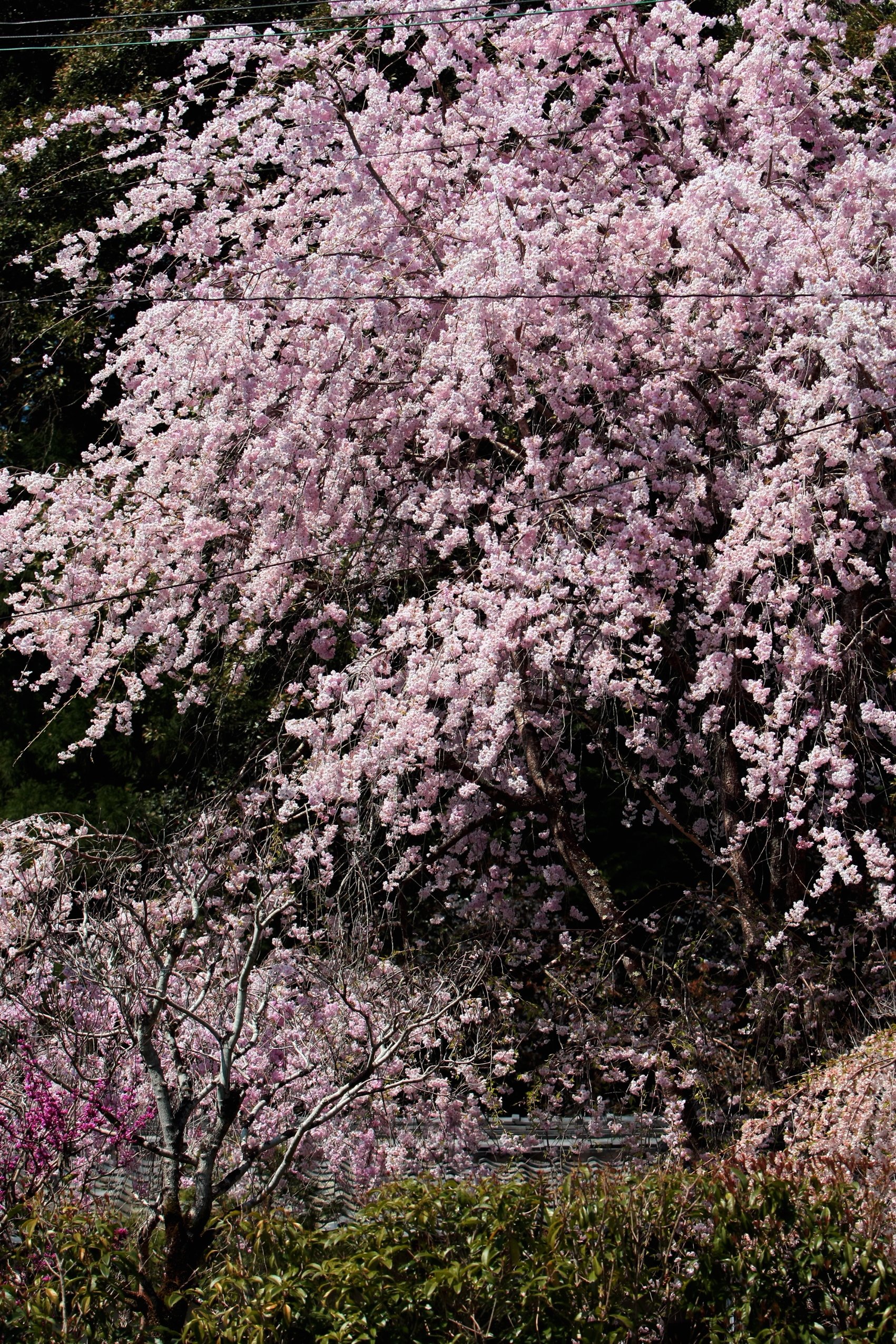 関西中华总商会举办春季郊游活动