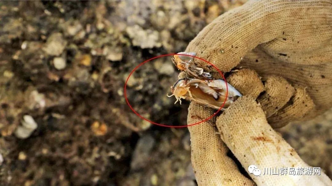 【川岛镇】舌尖上的美食文化-图片5