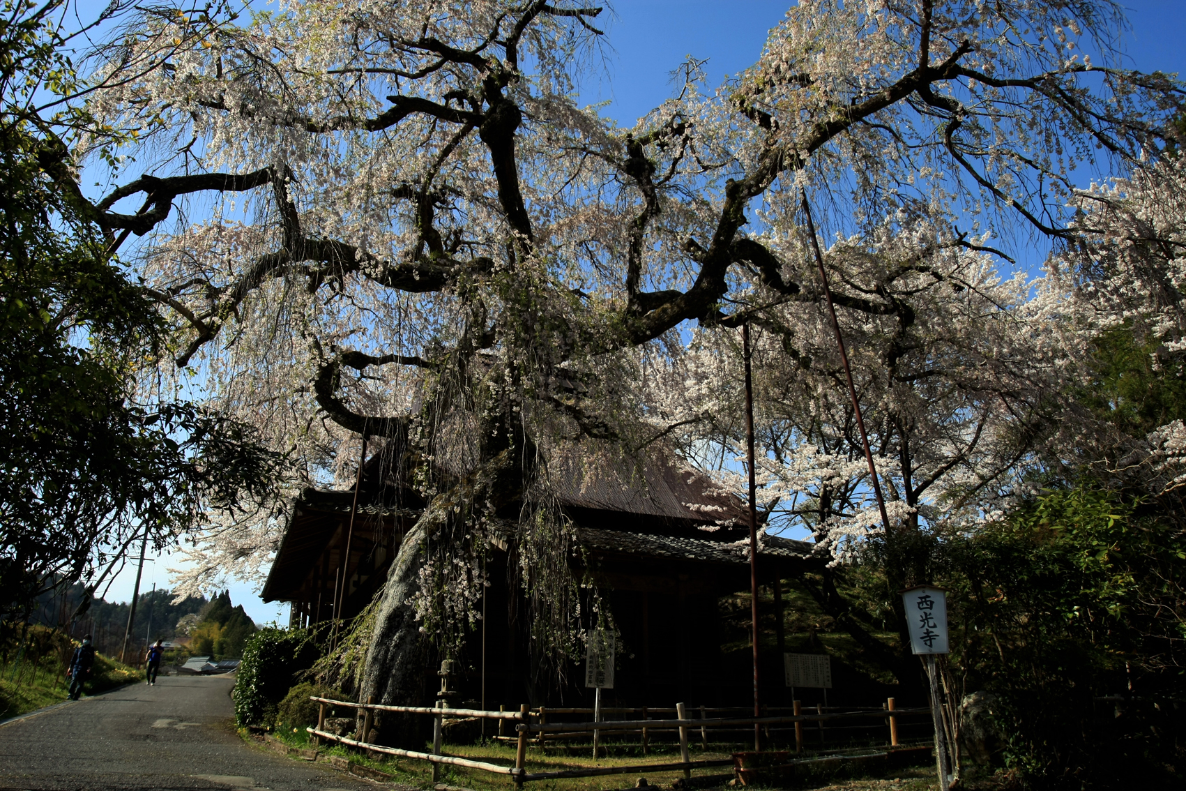 関西中华总商会举办春季郊游活动-图片2