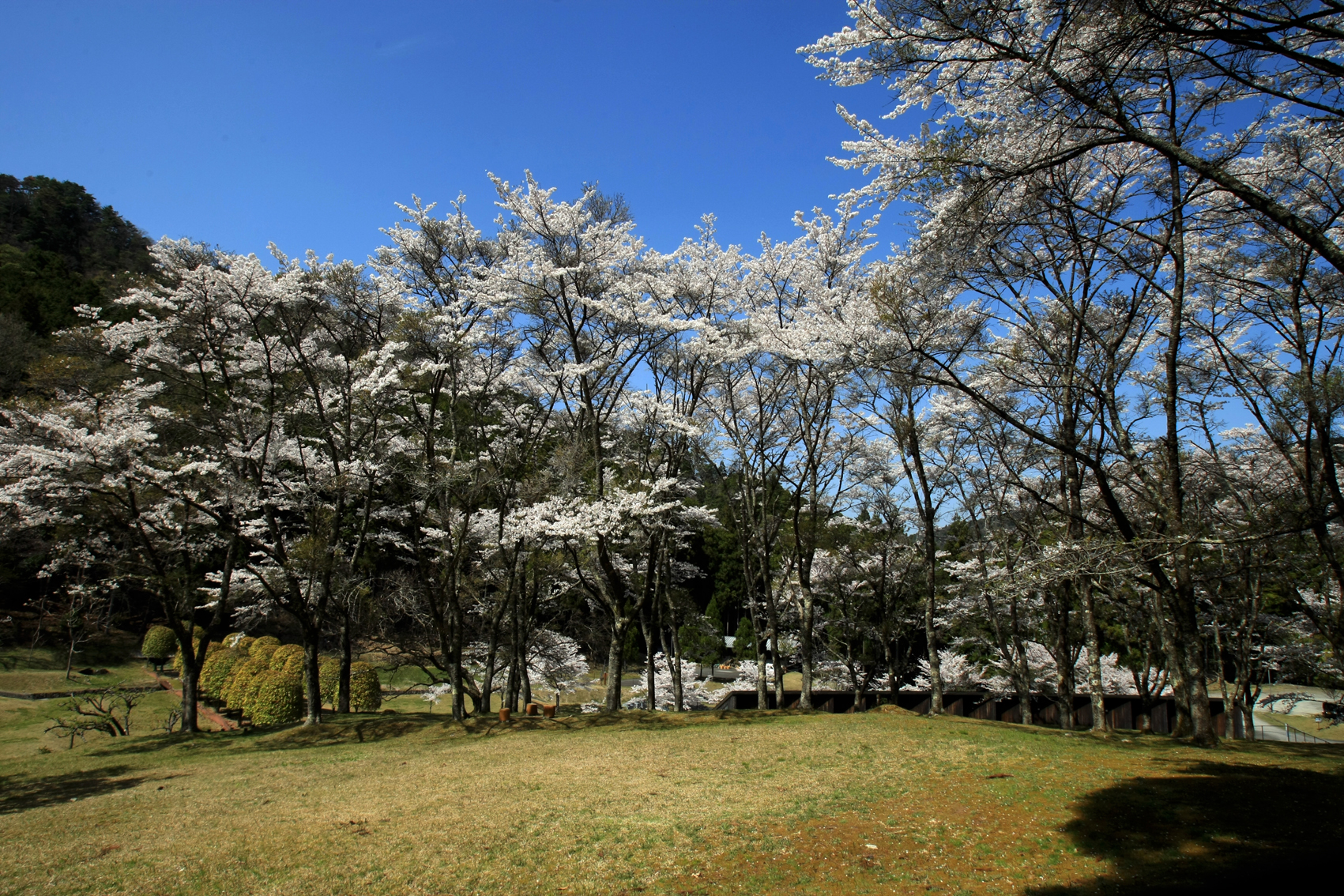関西中华总商会举办春季郊游活动