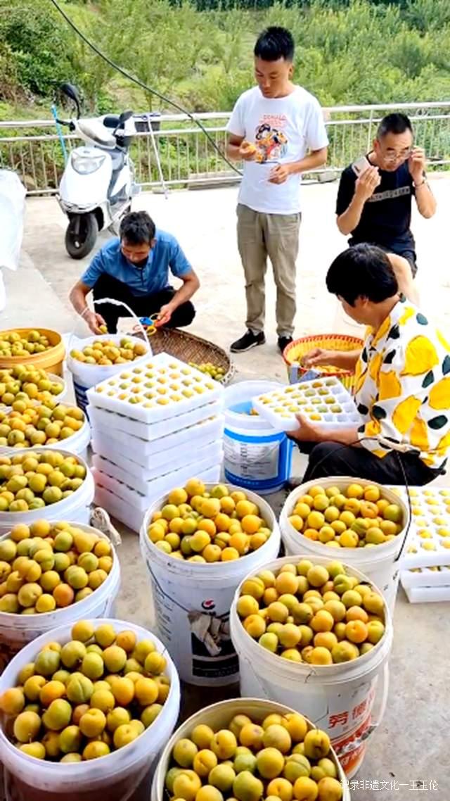 金沙县茶园镇桂花村：蜂糖李种植基地产值40余万元