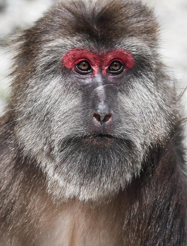 “千面”梵净山-图片8