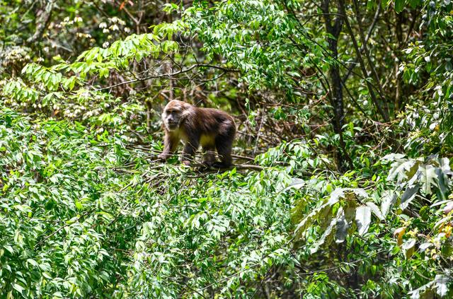 “千面”梵净山-图片12