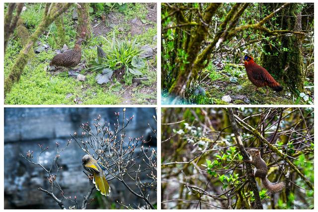 “千面”梵净山-图片7