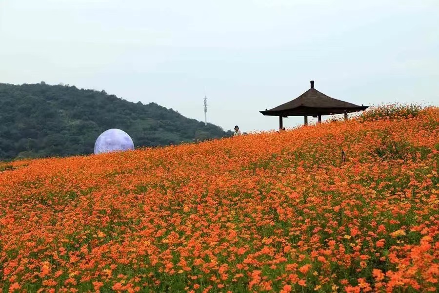 美丽湖湾 云尚拈花|2022“亲情中华•为你讲故事”江苏网上常规营第三期无锡段滨湖主场即将启幕!-图片6