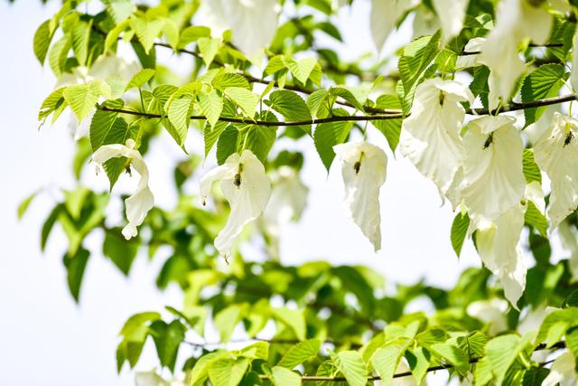 “千面”梵净山-图片9