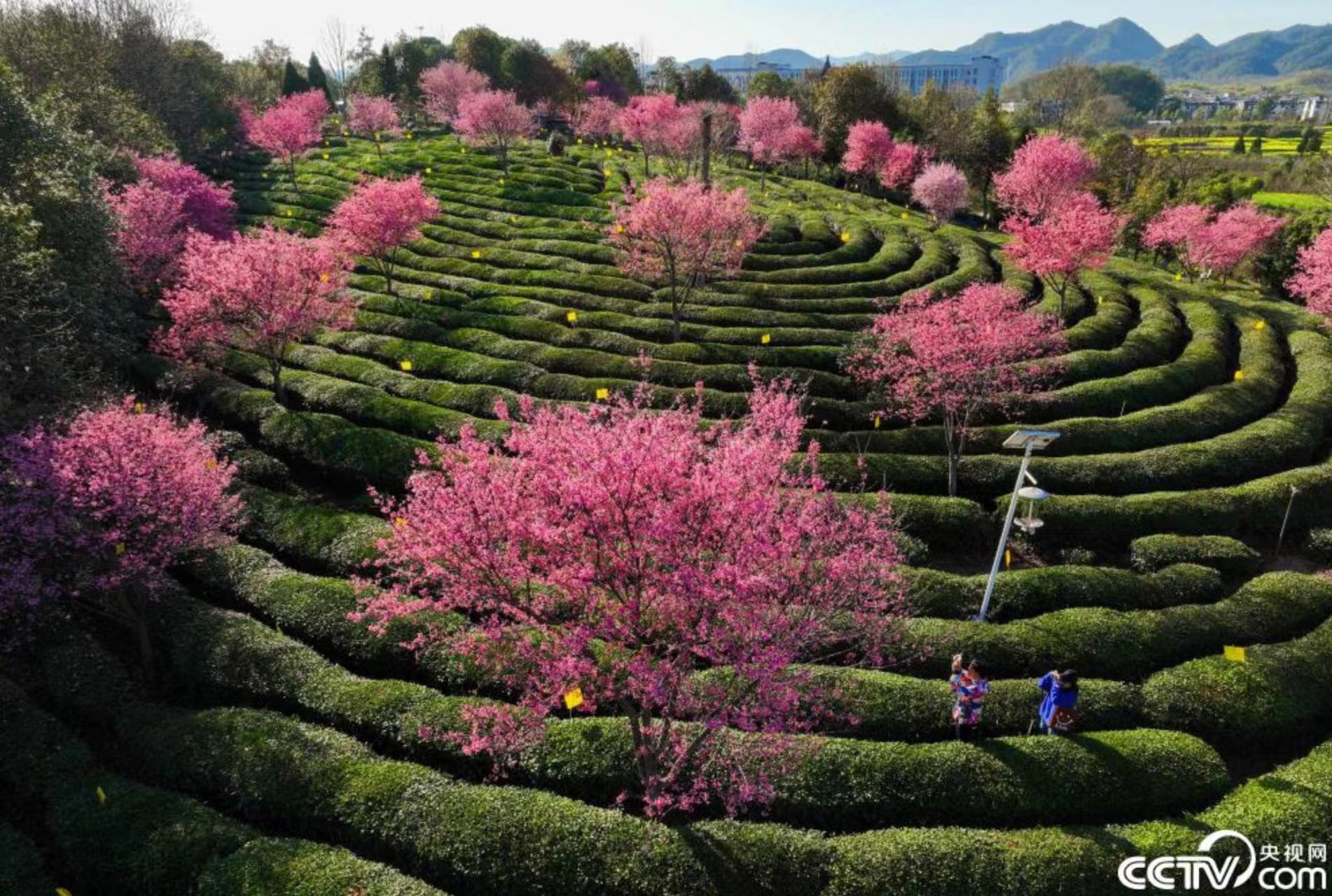安徽黄山：茶园吐绿樱花绽放
