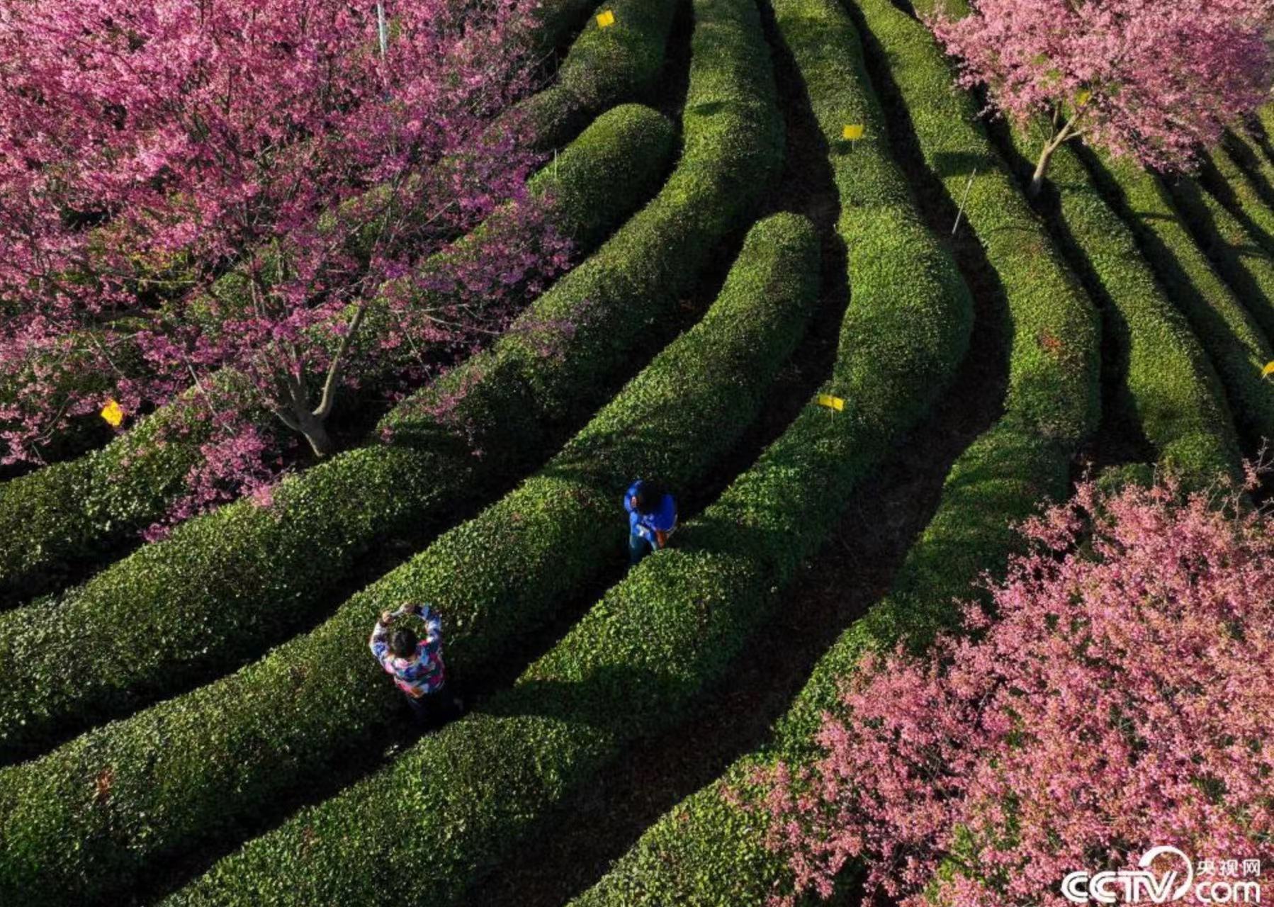 安徽黄山：茶园吐绿樱花绽放