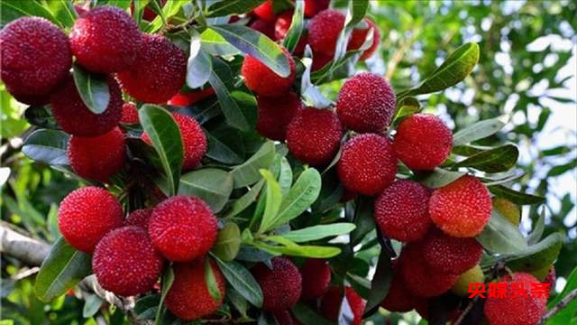 贵州省杨梅总产量可达10万吨以上,品质越来越出众-图片4