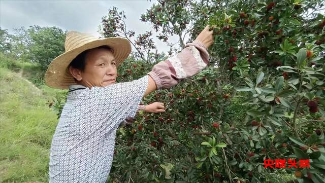 贵州省杨梅总产量可达10万吨以上,品质越来越出众-图片1