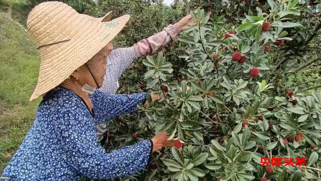 贵州省杨梅总产量可达10万吨以上,品质越来越出众-图片2