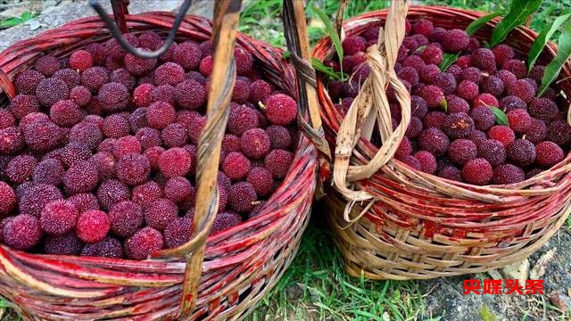 贵州省杨梅总产量可达10万吨以上,品质越来越出众-图片7