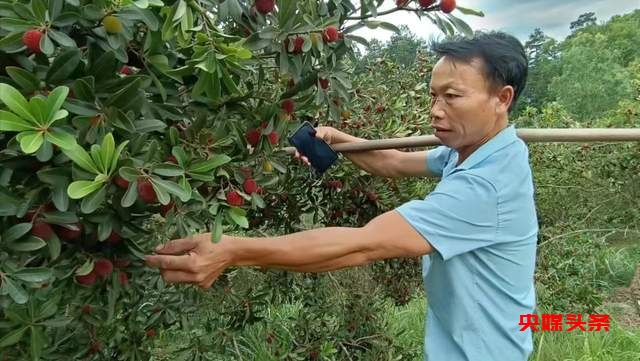 贵州省杨梅总产量可达10万吨以上,品质越来越出众-图片3