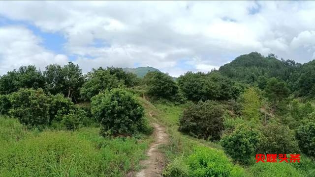 贵州省杨梅总产量可达10万吨以上,品质越来越出众-图片8