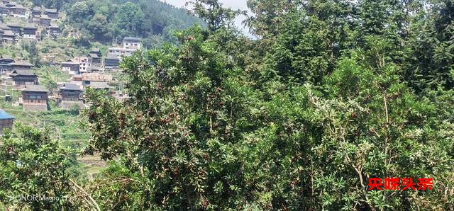 贵州省杨梅总产量可达10万吨以上,品质越来越出众-图片5